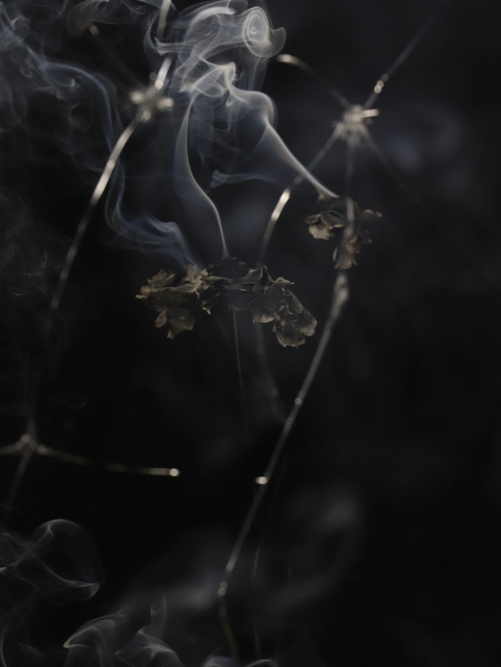 Pale smoke curls between dried flower stems against a dark background