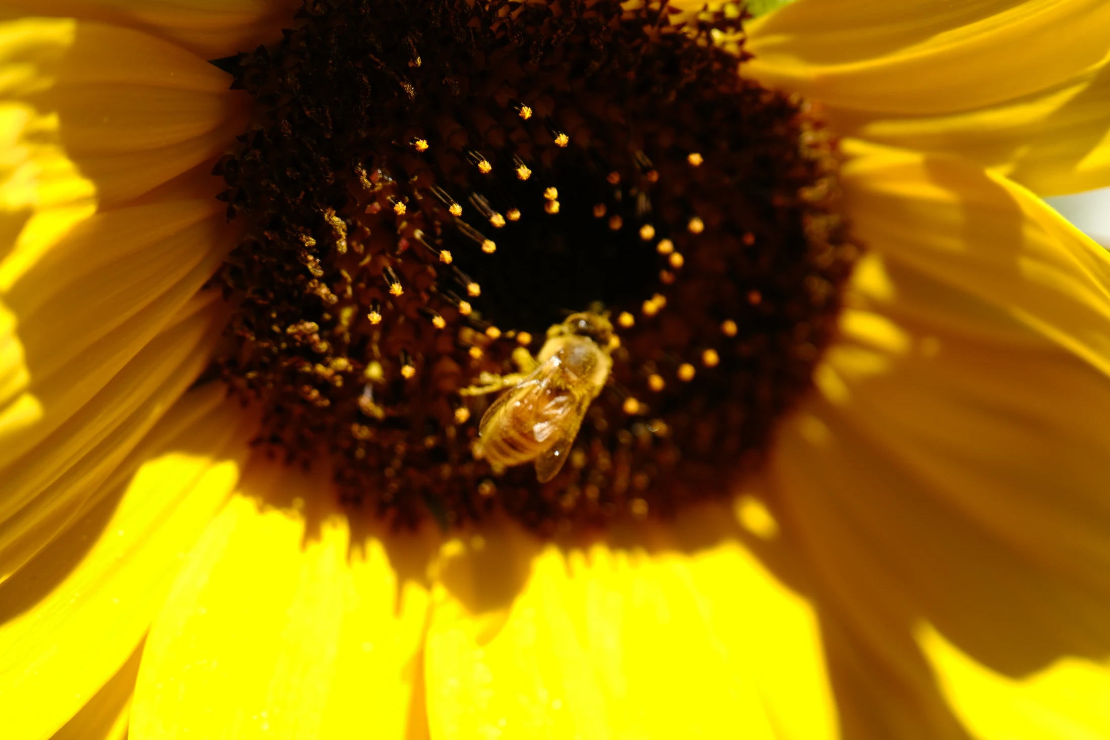 A bee gathers pollen in the centre of a bright sunflower