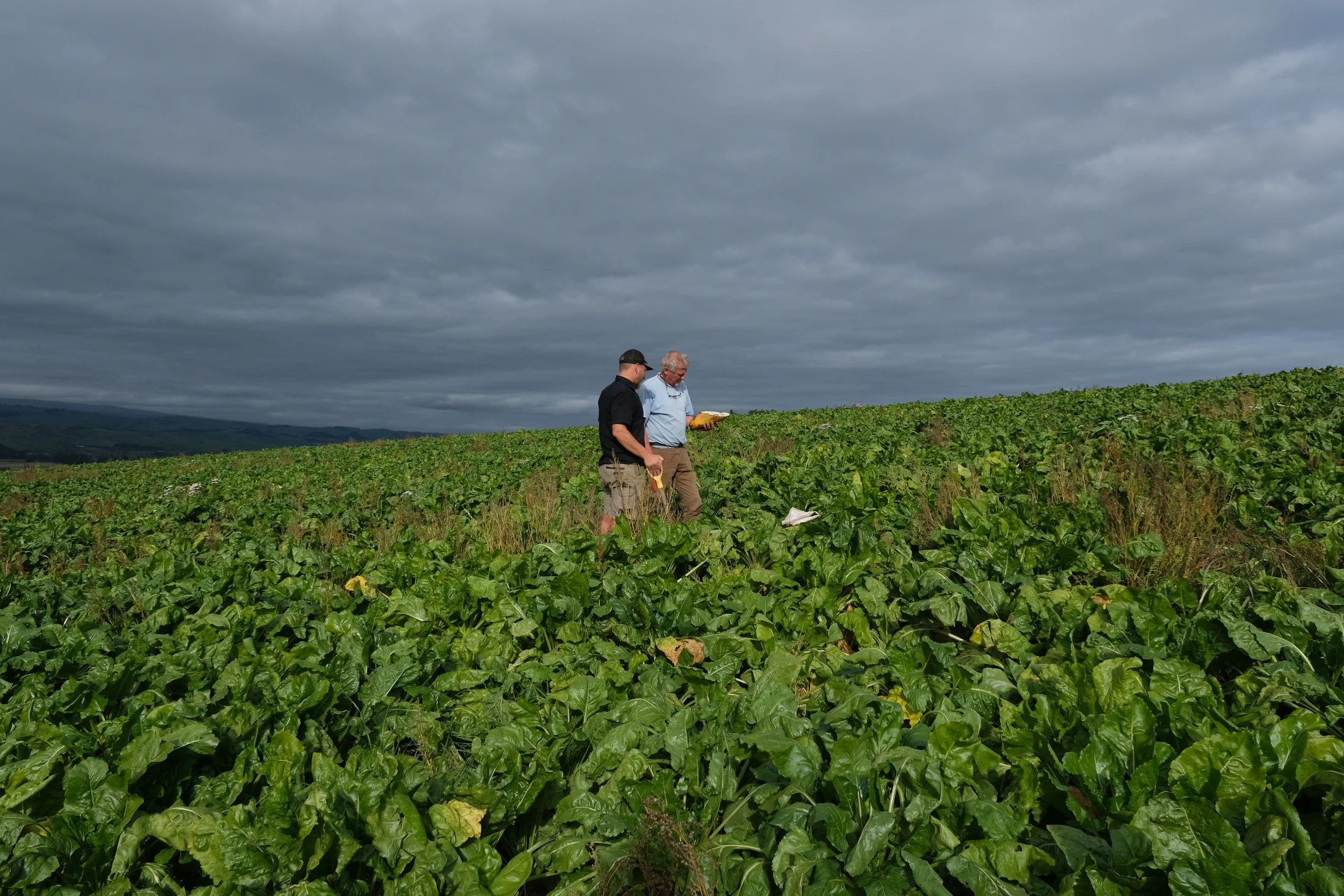 Two people inspect crops in a green field beneath a dramatic grey sky